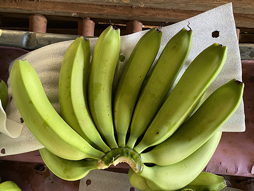 Chuối