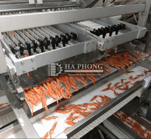 Băng tải máy phân cỡ