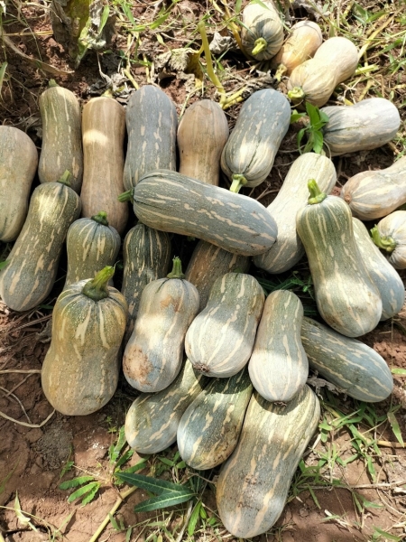 Bí ngô