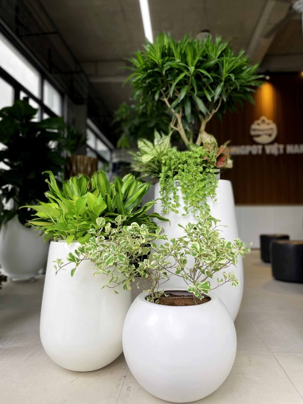 Bộ chậu cây văn phòng 4327