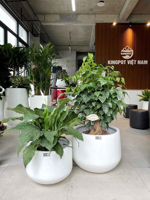 Bộ chậu tròn thấp Composite 4331