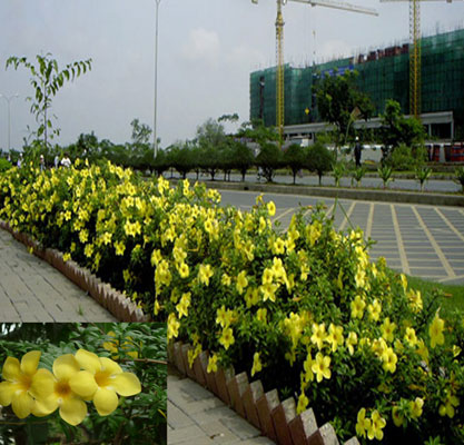 Cây hoa quỳnh anh