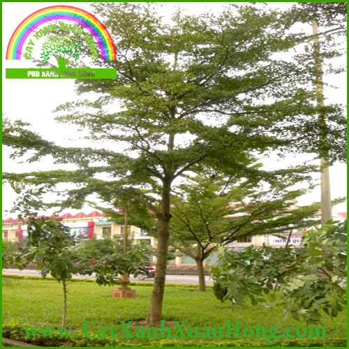 Cây bàng Đài Loan