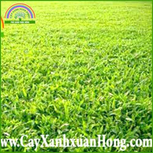 Cỏ lá gừng