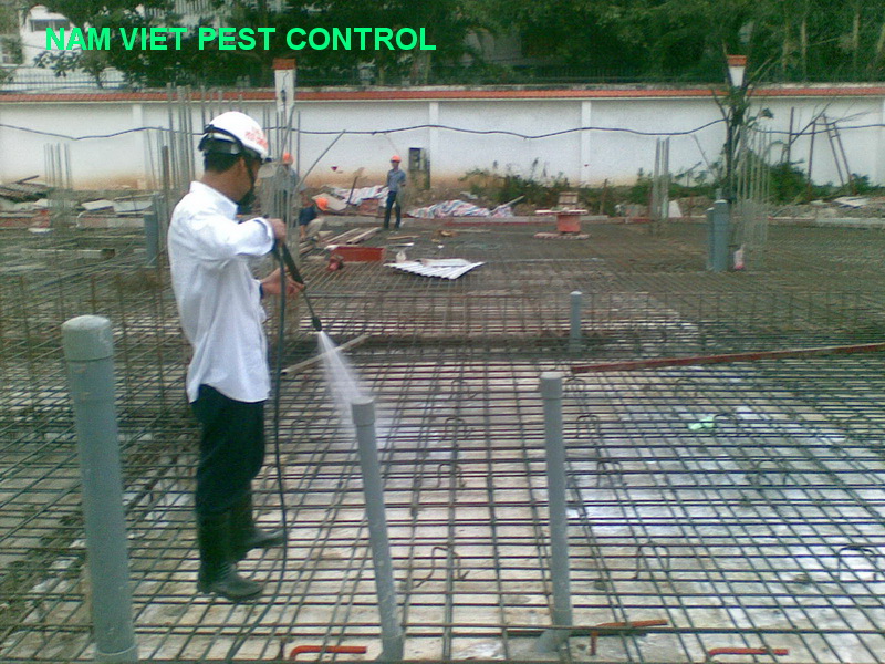 Dịch vụ diệt mối