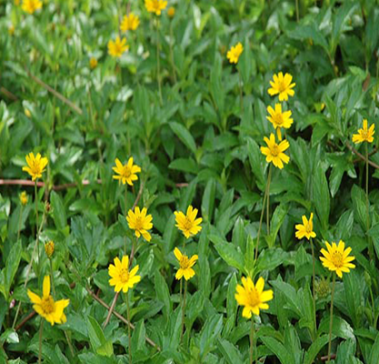 Cỏ xuyến chi