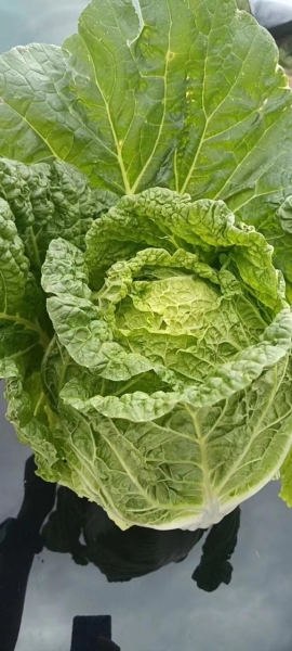 资质或荣誉图片