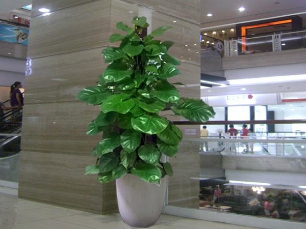 Cây vạn niên thanh