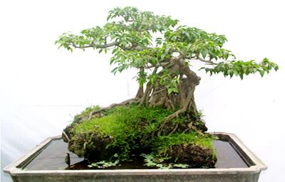 cây xanh nghệ thuật