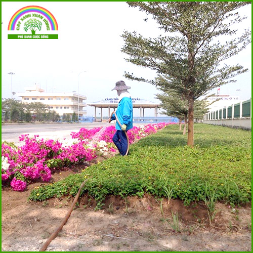 Chăm sóc, bảo dưỡng cây xanh