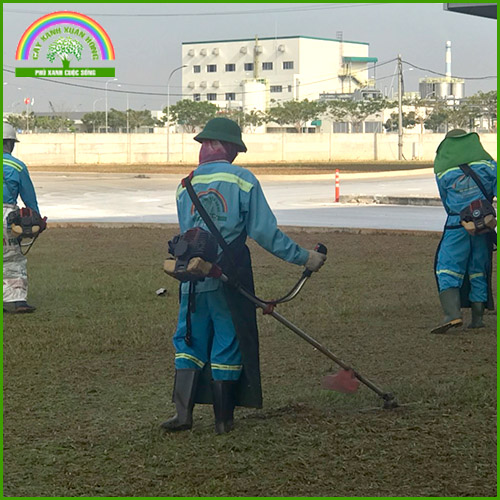Chăm sóc, bảo dưỡng cây xanh