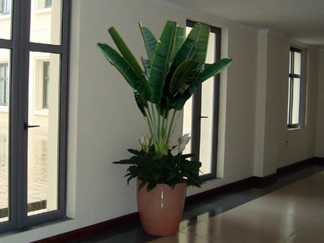 Cho thuê cây chuối rẽ quạt