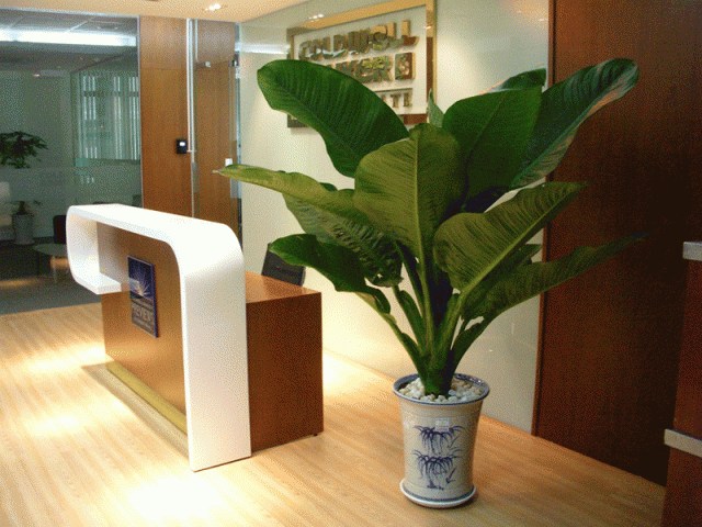 Cho thuê cây đại phú gia