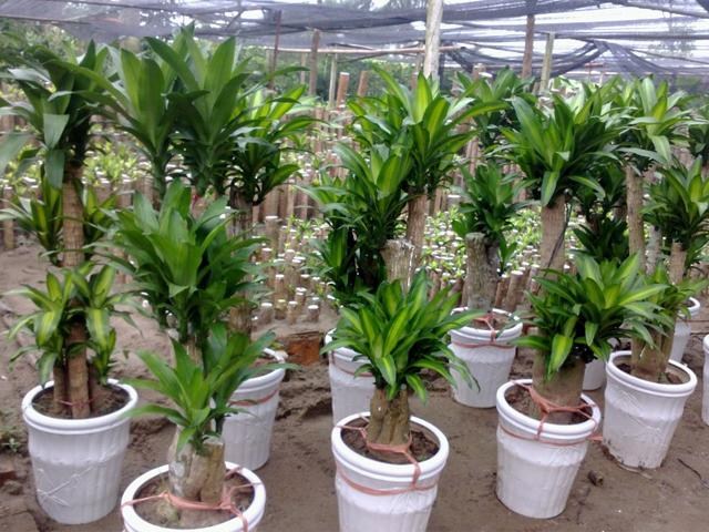 Cho thuê cây thiết mộc lan
