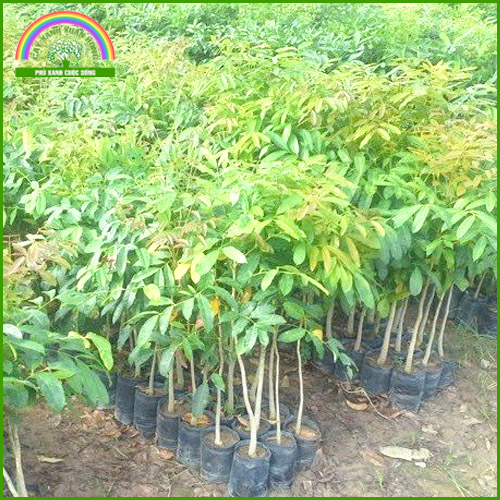 Cung cấp cây giống và cây trồng lâm nghiệp