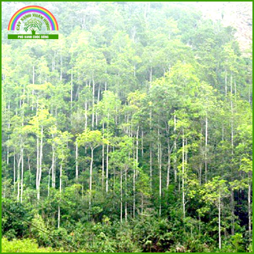Cung cấp cây giống và cây trồng lâm nghiệp
