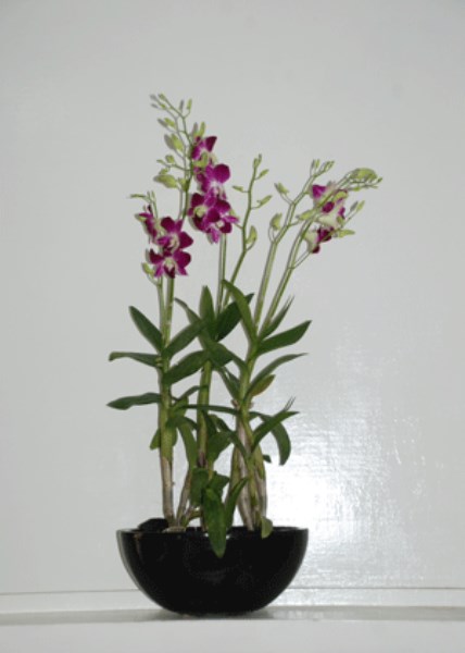 Mua bán, trao đổi cây cảnh