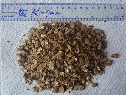 Đầu cá cơm