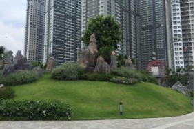 Dịch vụ chăm sóc cây xanh
