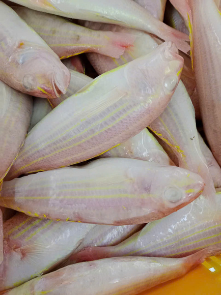 Động cơ