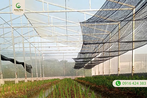 Dự án màng nhà kính trồng hoa