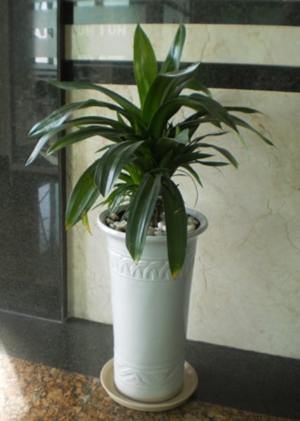 Mua bán, trao đổi cây cảnh