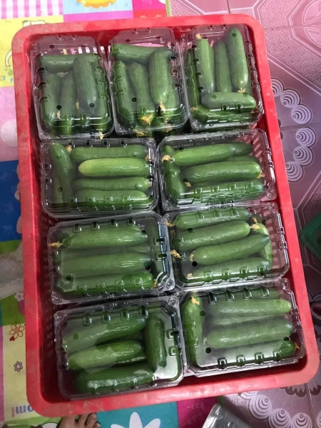 Dưa chuột