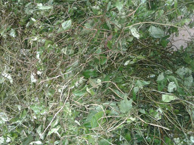 Giảo cổ lam