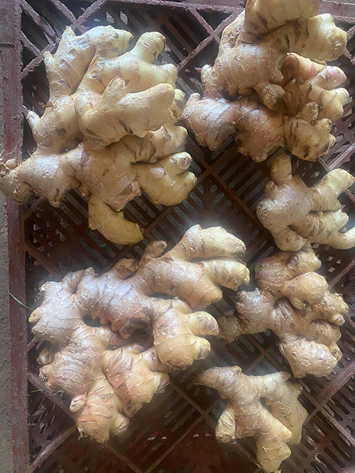 Gừng