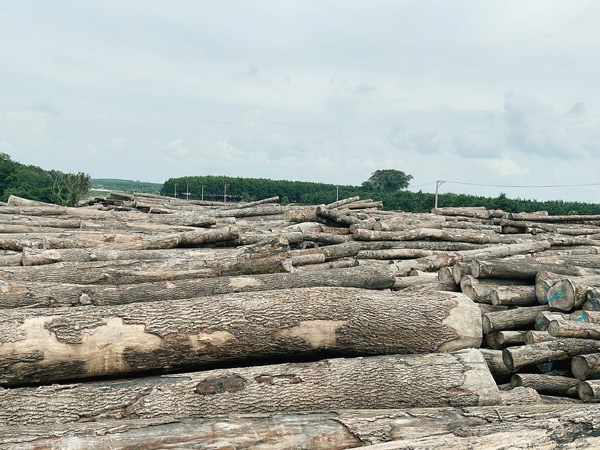 Gỗ nguyên liệu FSC