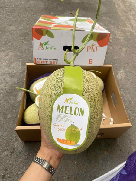 Dưa lưới Aladin Đài Loan