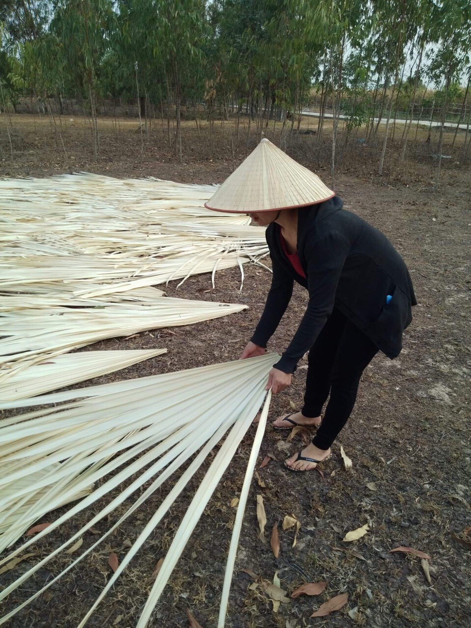 Đệm vi sinh dạng viên bánh xe
