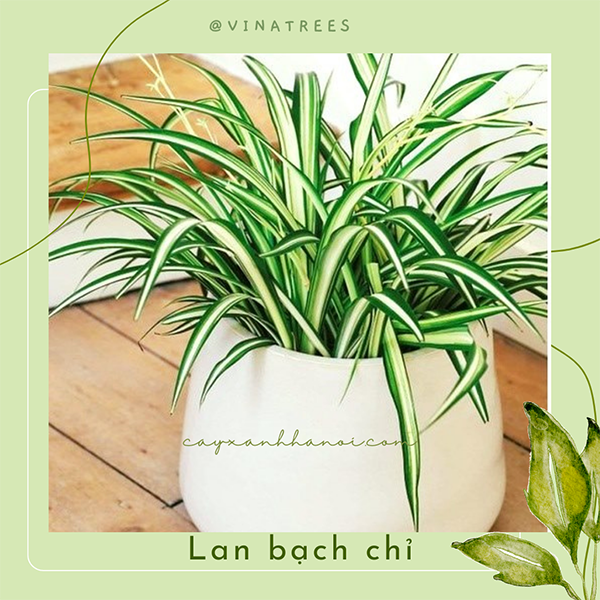 Lan bách chỉ