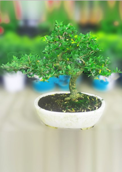 Dịch vụ cho thuê cây cảnh