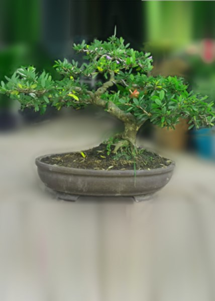 Dịch vụ cho thuê cây cảnh