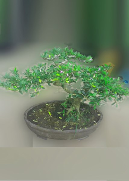 Dịch vụ cho thuê cây cảnh