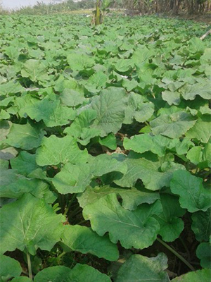 Ngưu bàng