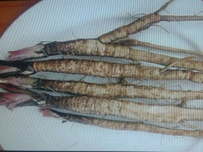 Ngưu bàng