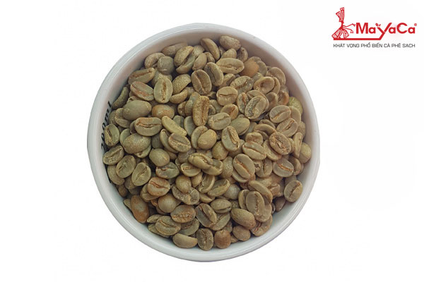 Nhân xanh Arabica