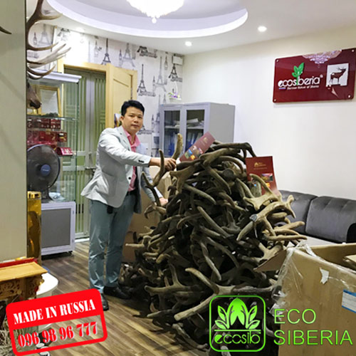 Nhung hươu khô nguyên chiếc