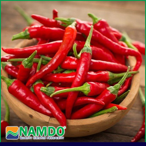 Ớt quả tươi