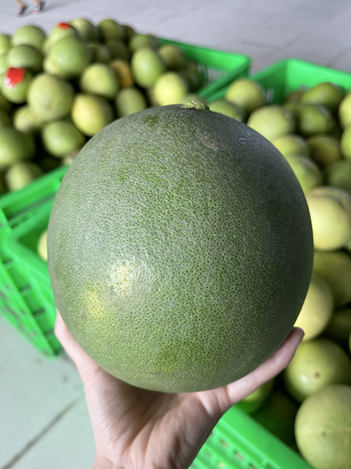 Bưởi
