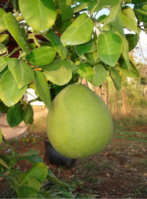 Bưởi