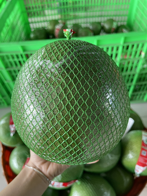 Bưởi