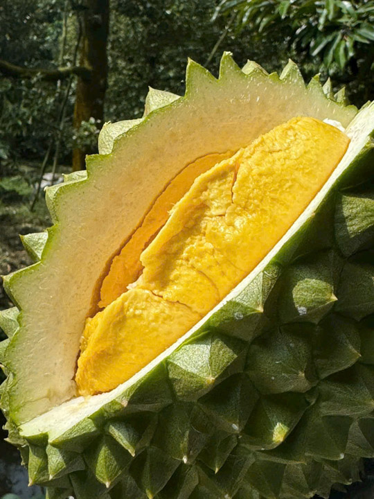 Sầu riêng