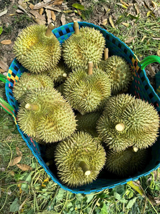 Sầu riêng