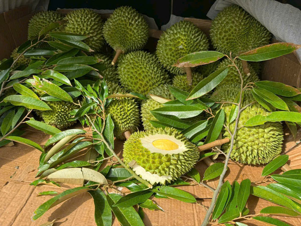 Sầu riêng