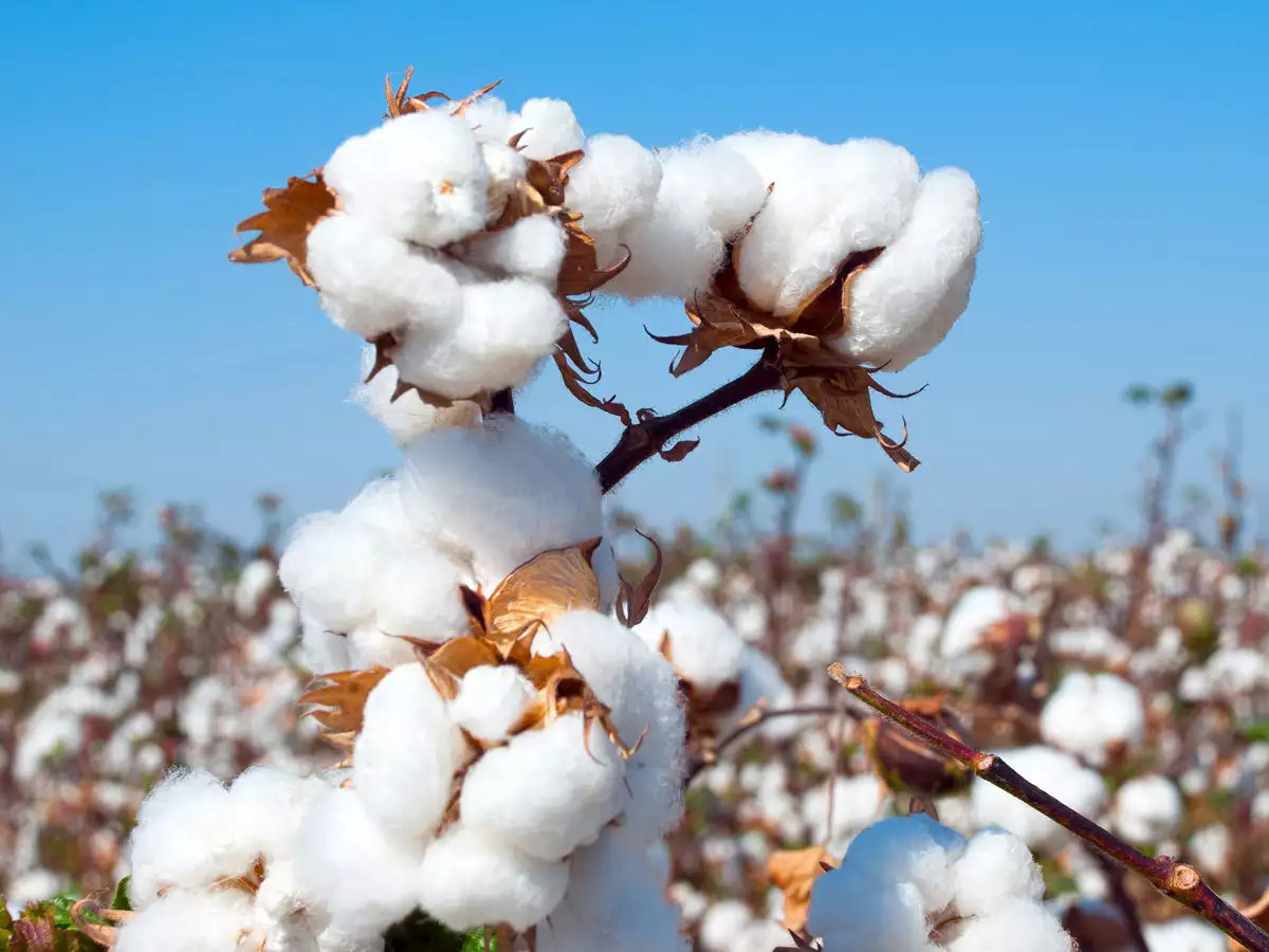 Sợi cotton