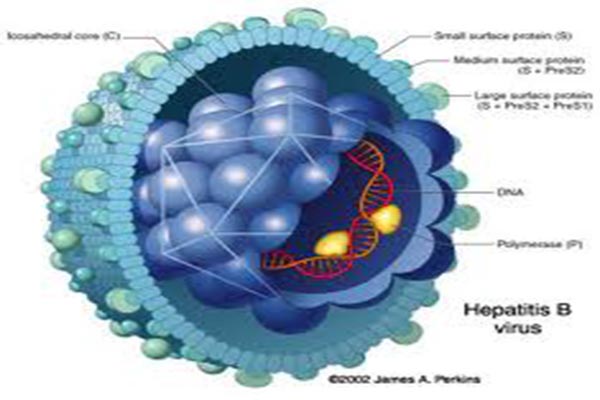 STRONGYLOIDES IGG