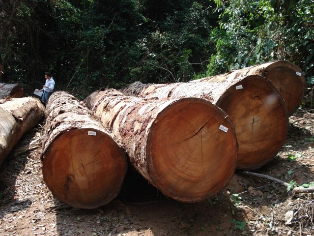 Gỗ Tali